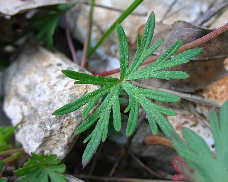 Geranium columbinum / Geranio colombino